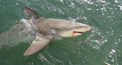 Shark Fishing Islamorada